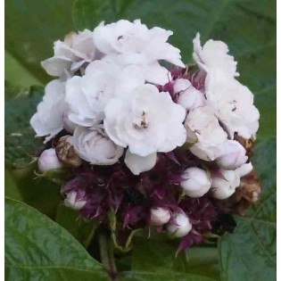 Clerodendrum fragrans (syn. C. philippinum)