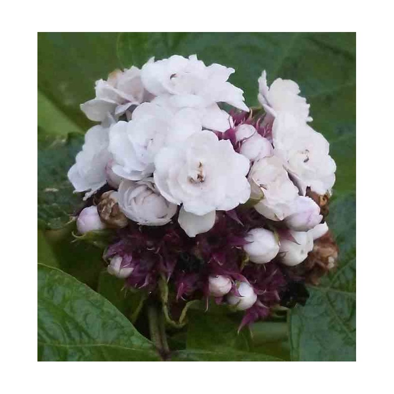Clerodendrum fragrans (syn. C. philippinum)