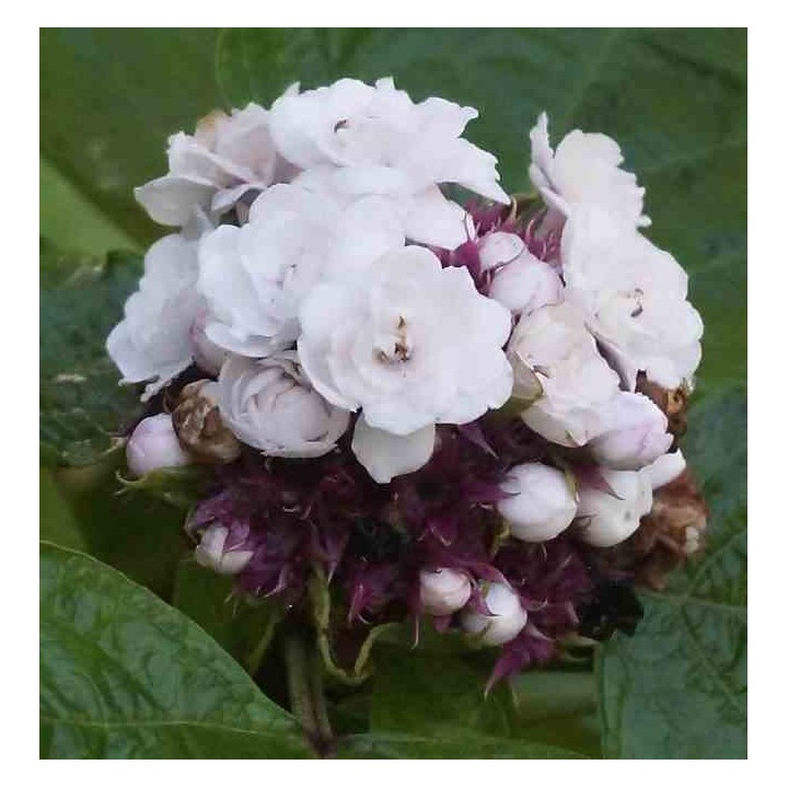 Clerodendrum fragrans (syn. C. philippinum)