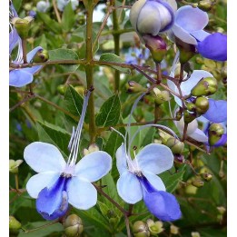 Clerodendrum ougandais