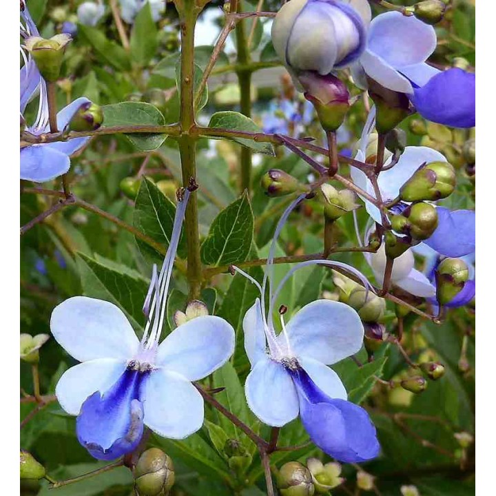 Clerodendrum ougandais