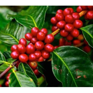 Café arabica (caféier)