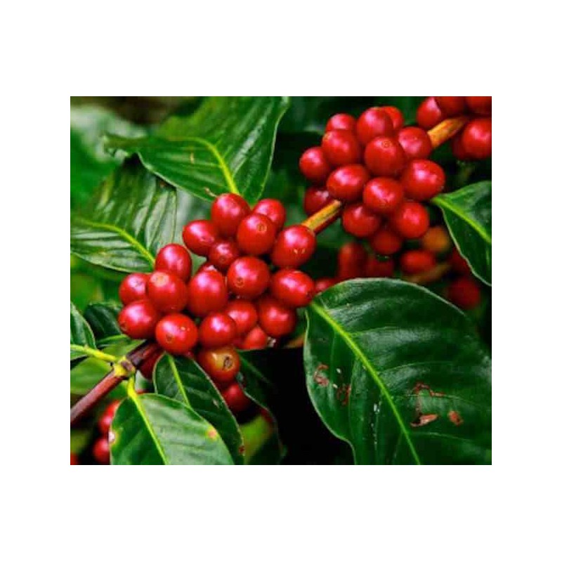 Café arabica (caféier)