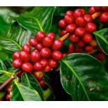 Café arabica (caféier)