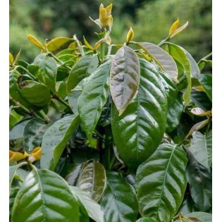 Café arabica (caféier)