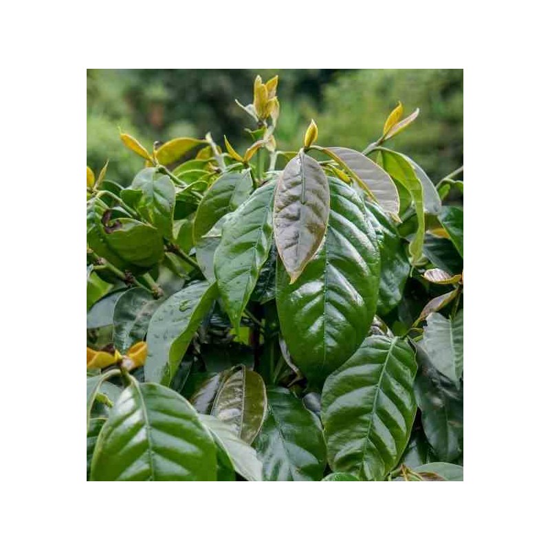 Café arabica (caféier)