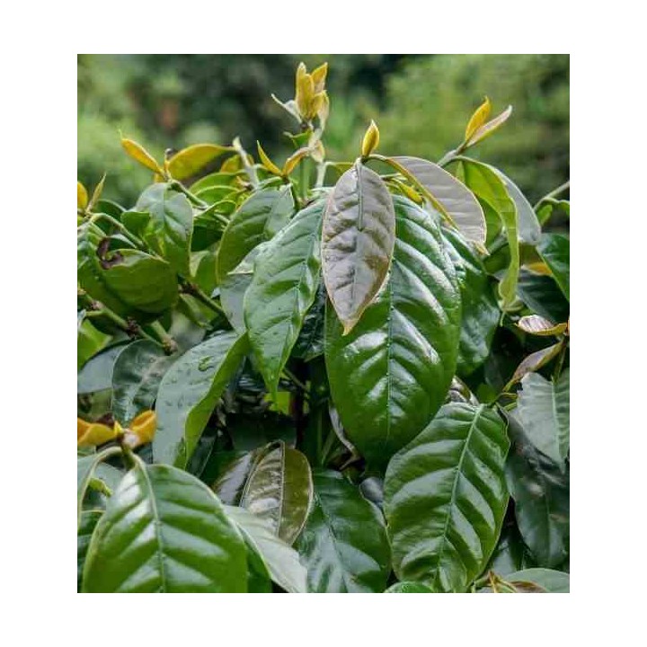 Café arabica (caféier)