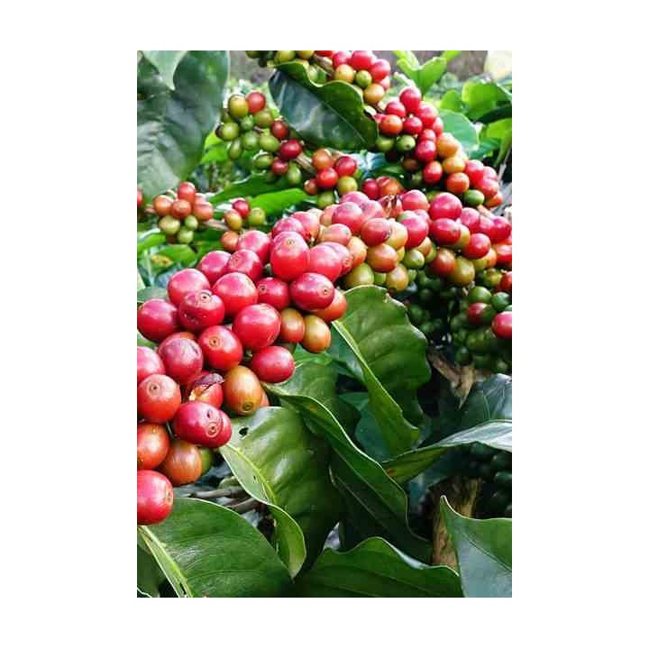 Café arabica (caféier)