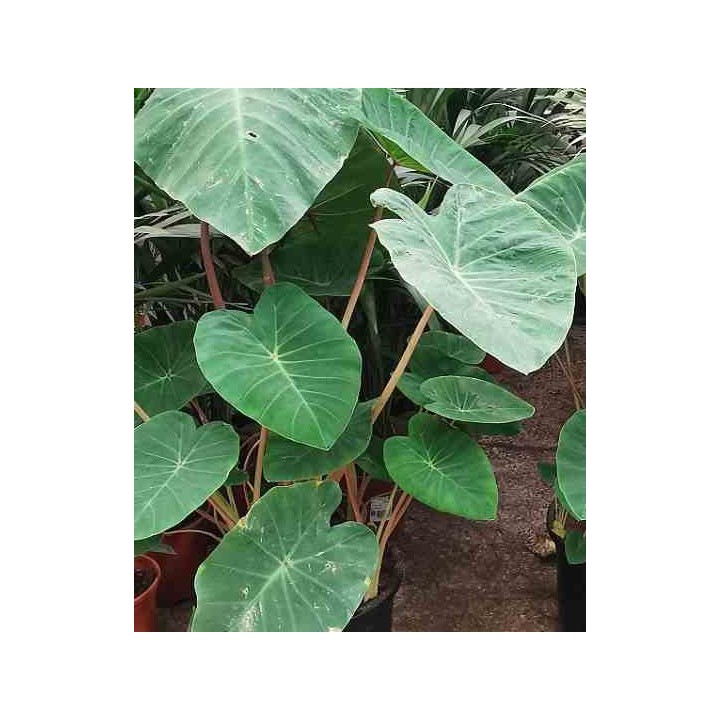 Colocasia esculenta var. Chine rose