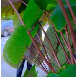 Colocasia esculenta var. Chine rose