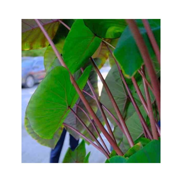 Colocasia esculenta var. Chine rose