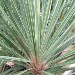 Cordyline australis Champagne rosé
