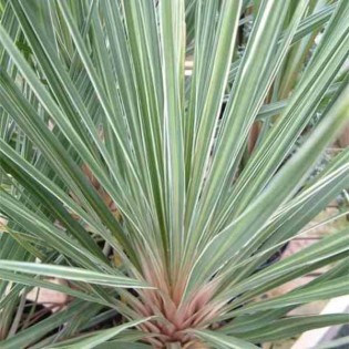 Cordyline australis Champagne rosé