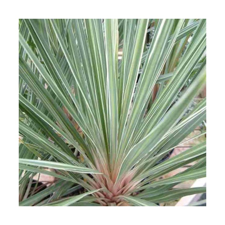 Cordyline australis Champagne rosé