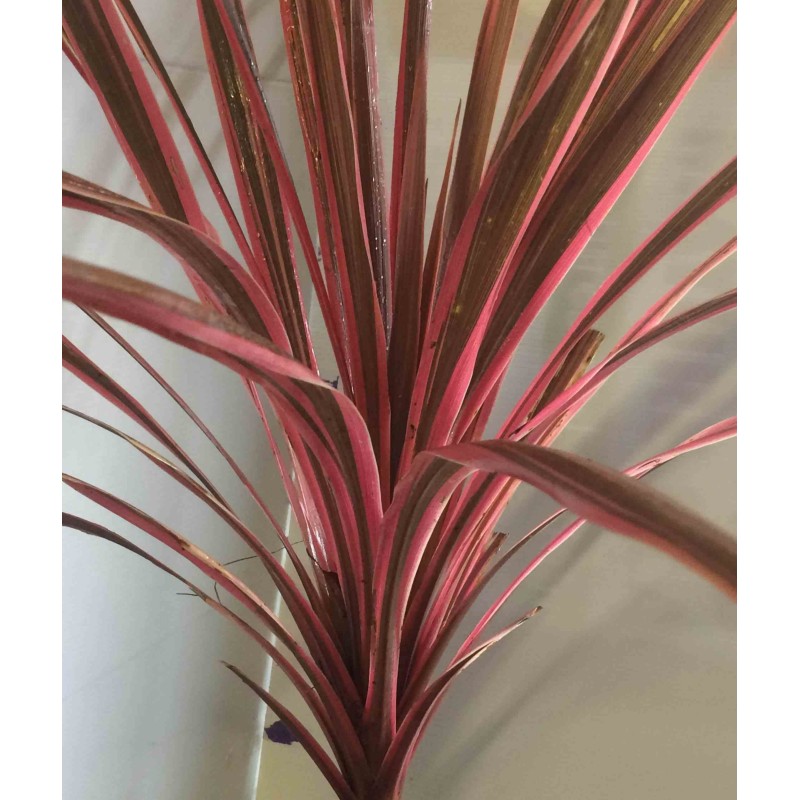 Cordyline australis splendeur méridionale