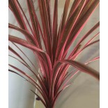 Cordyline australis splendeur méridionale