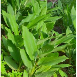 Curcuma longa curcuma