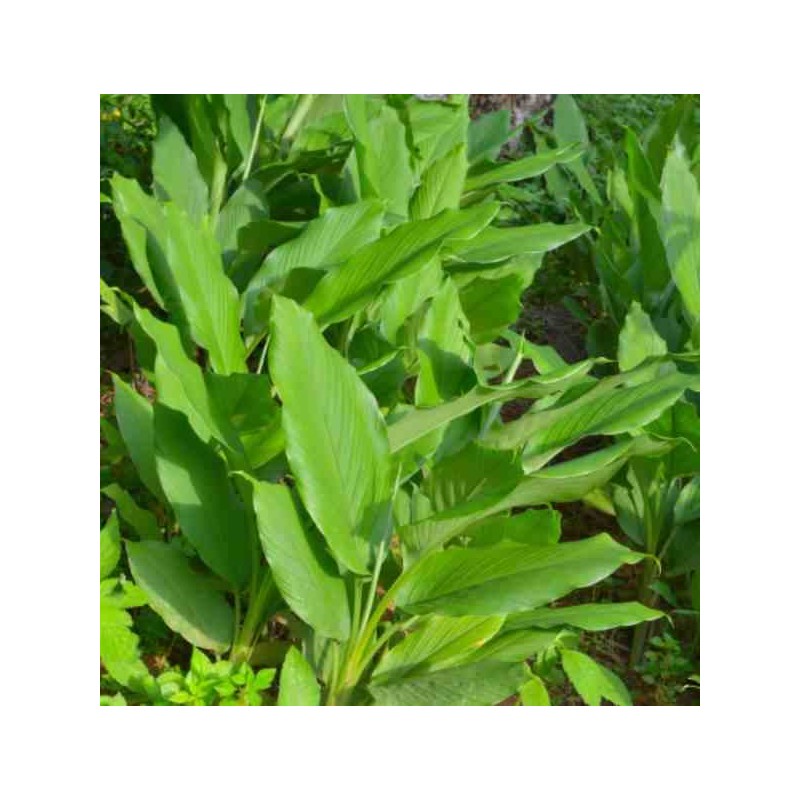 Curcuma longa curcuma