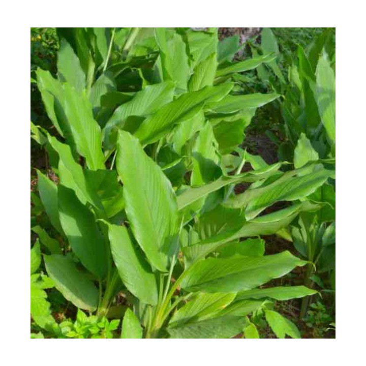 Curcuma longa curcuma