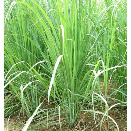 Cymbopogon citratus
