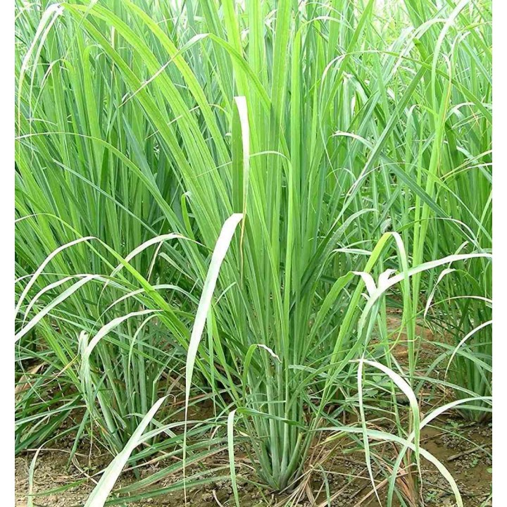 Cymbopogon citratus