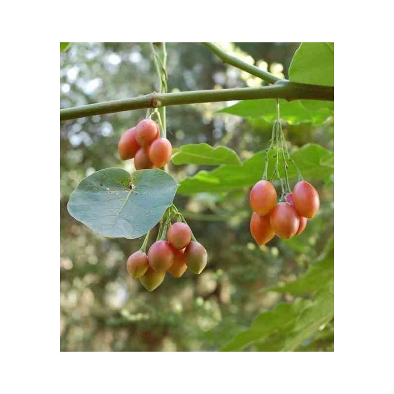 Cyphomandra betacea (Tomates en arbre ou tamarillo))