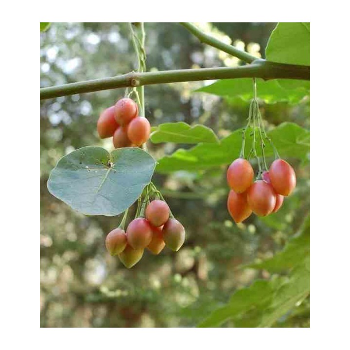Cyphomandra betacea (Tomates en arbre ou tamarillo))