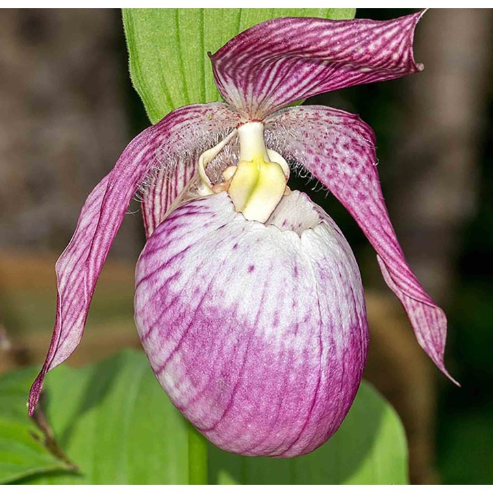 Cypripède "sabine" (Orchidées terrestres)