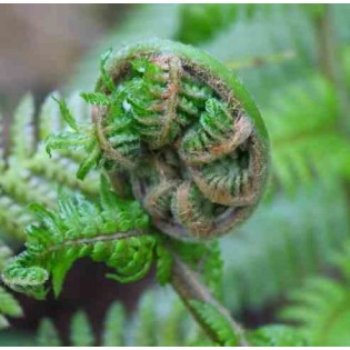 Dicksonia antartica (fougères arborescentes)