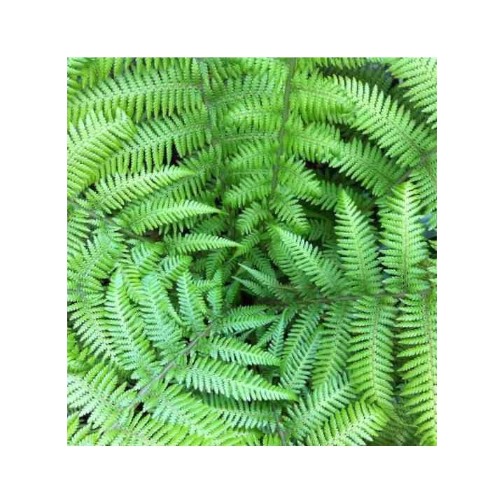 Dicksonia antartica (fougères arborescentes)
