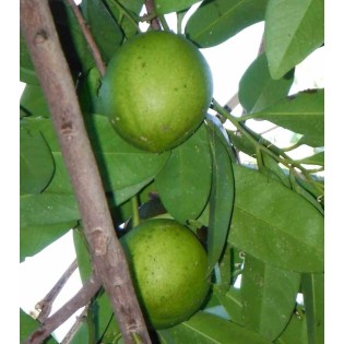 Diospyros digyna (sapote noire)