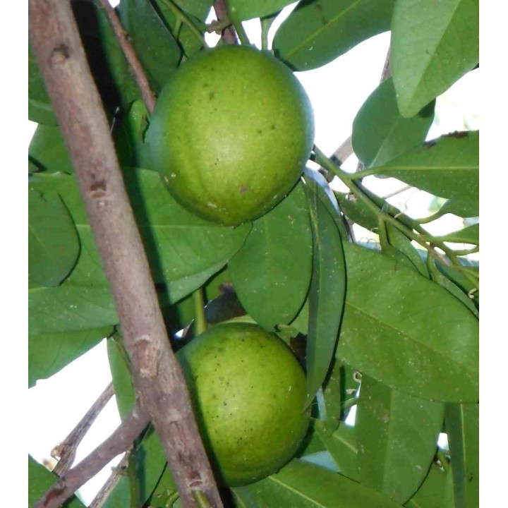 Diospyros digyna (sapote noire)
