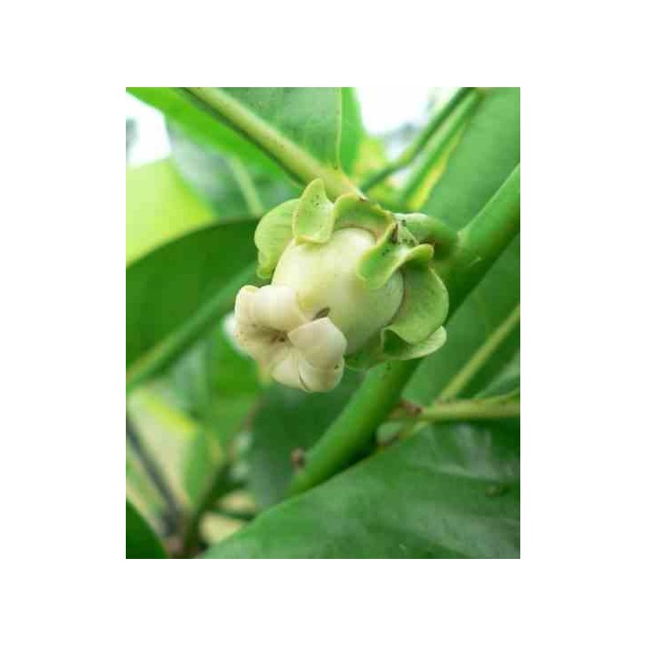 Diospyros digyna (sapote noire)