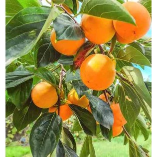 Diospyros kaki var.fuyu