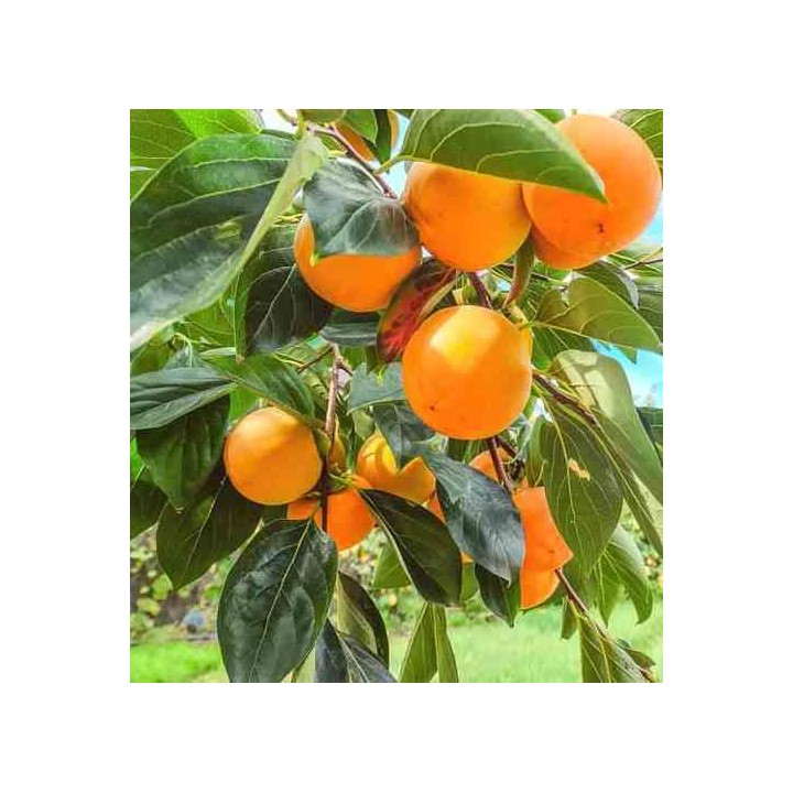 Diospyros kaki var.fuyu