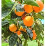 Diospyros kaki var.fuyu