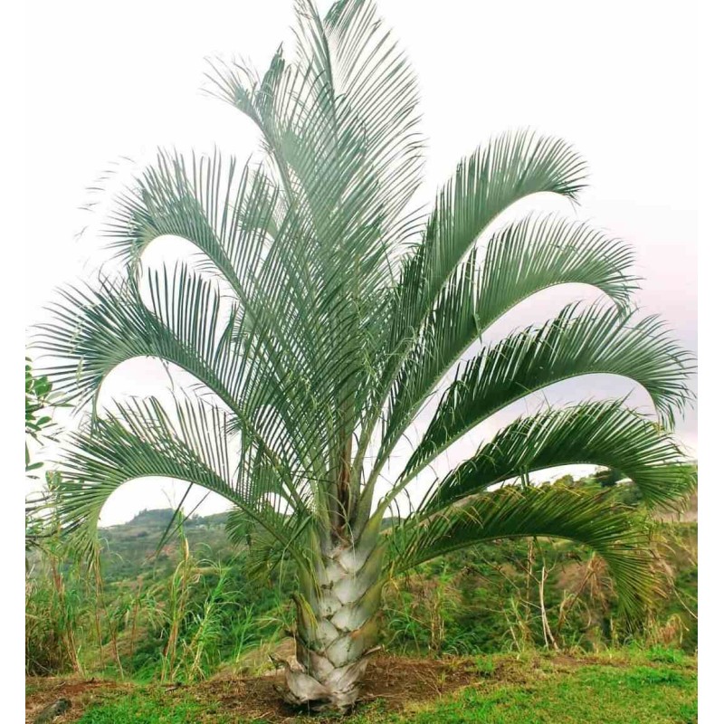 Dypsis decaryi (palmier trièdre)