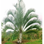 Dypsis decaryi (palmier trièdre)