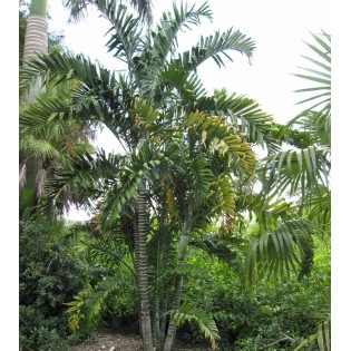 Dypsis lancéolée
