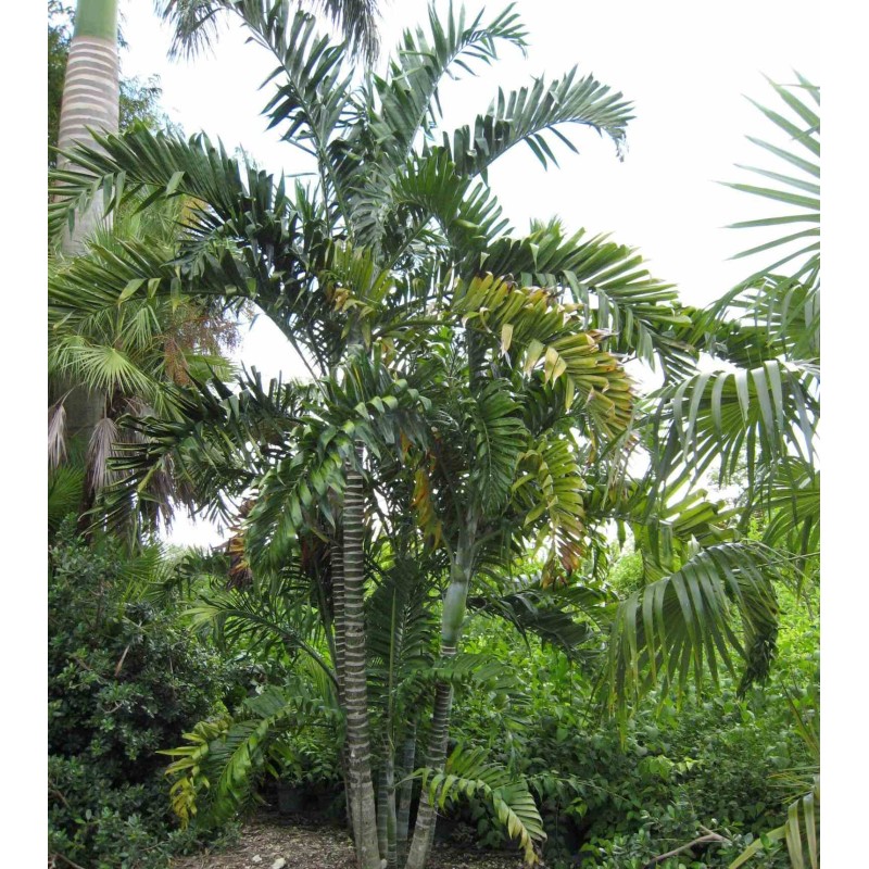 Dypsis lancéolée