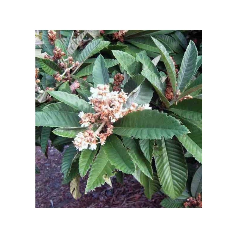 Eriobotrya japonica (Néflier du japon, bibacier)