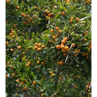 Eriobotrya japonica (Néflier du japon, bibacier)