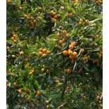 Eriobotrya japonica (Néflier du japon, bibacier)