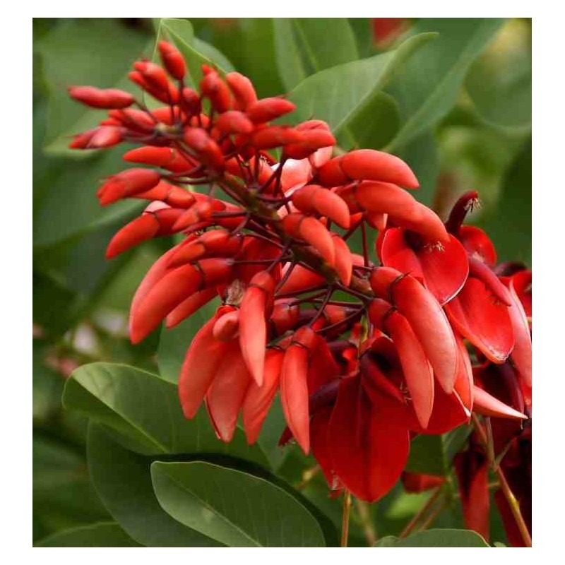 Erythrina crista-galli (Erythrine Crête-de-coq)