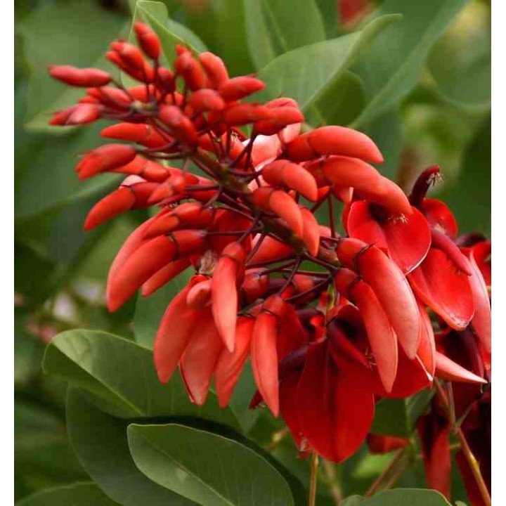Erythrina crista-galli (Erythrine Crête-de-coq)