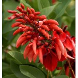 Erythrina crista-galli (Erythrine Crête-de-coq)