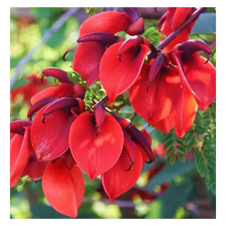 Erythrina crista-galli (Erythrine Crête-de-coq)