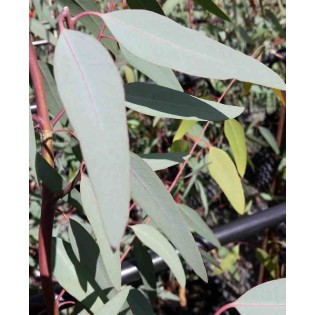 eucalyptus camaldulensis (Gommier des rivières ou Gommier rouge)