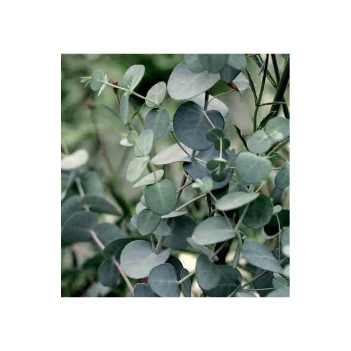 Eucalyptus gunnii