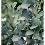 Eucalyptus gunnii